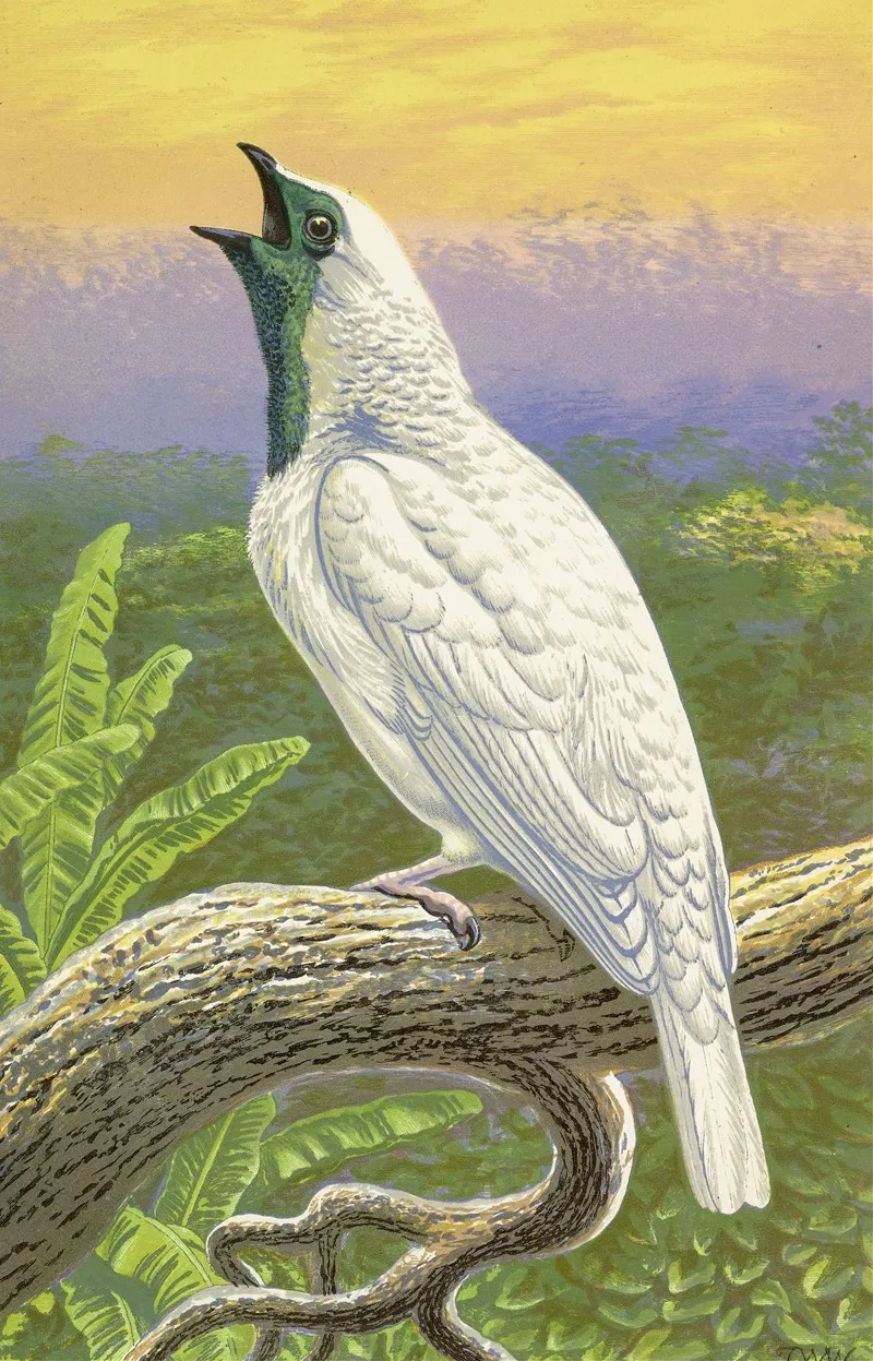 Naked Throated Cotinga