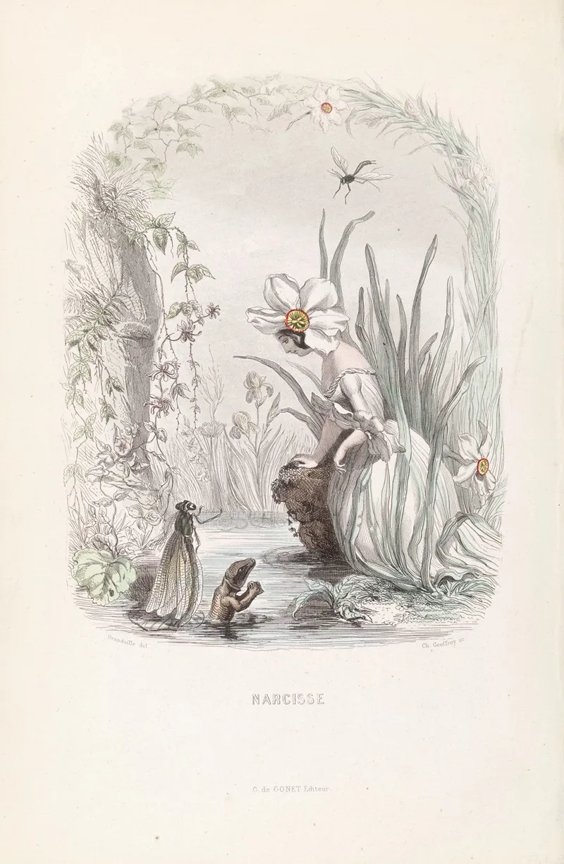 Narcisse 4