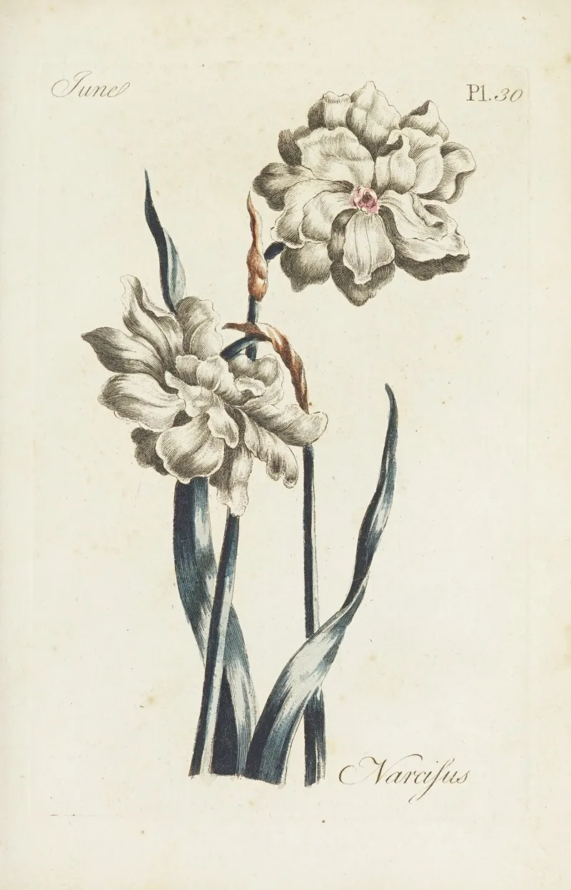 Narcissus 11 by Carington Bowles - Canvas Print