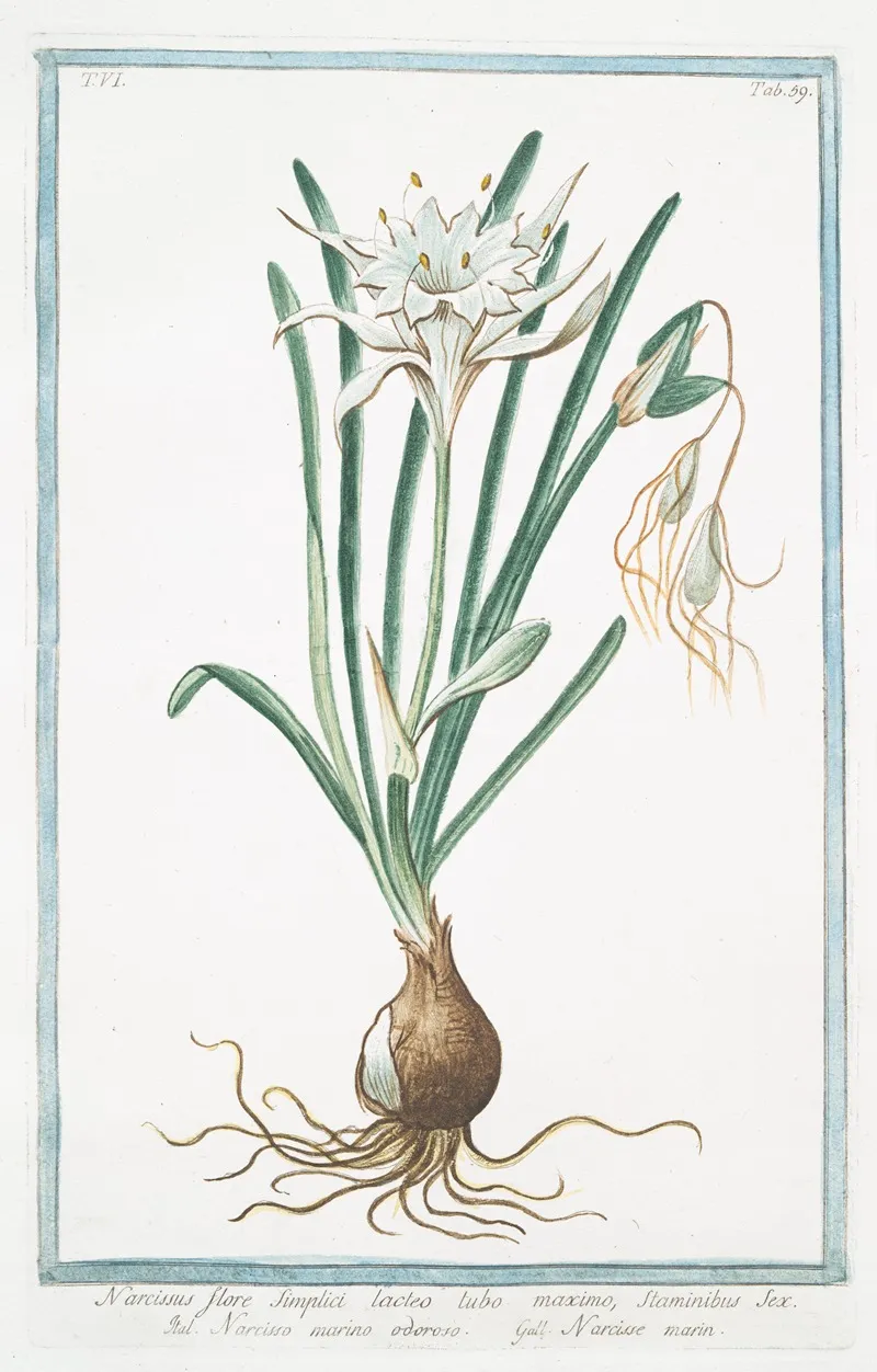 Narcissus Flore Simplici Lacteo Tubo Maximo Staminibus Sex Narcisso Marino Odoroso Narisse Marin