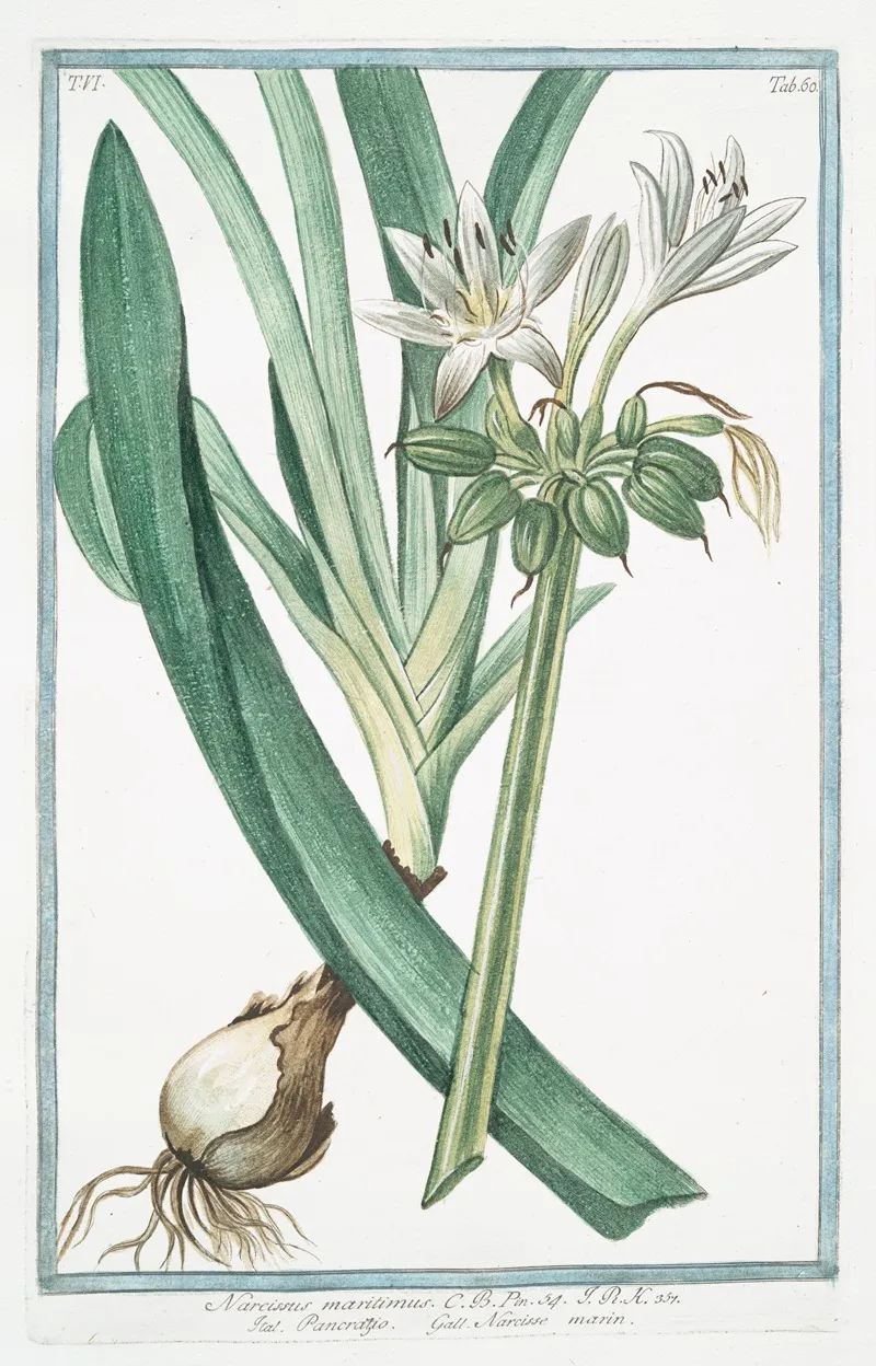 Narcissus Maritimus Pancratzio Narcisse Marin Sea Daffodil