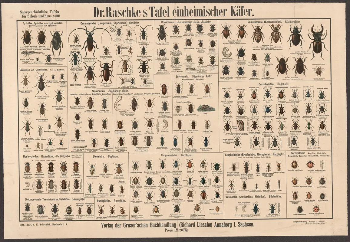 Native Beetles by E. Schiewick - Canvas Print