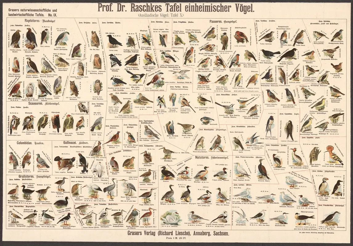 Native Birds by E. Schiewick - Canvas Print