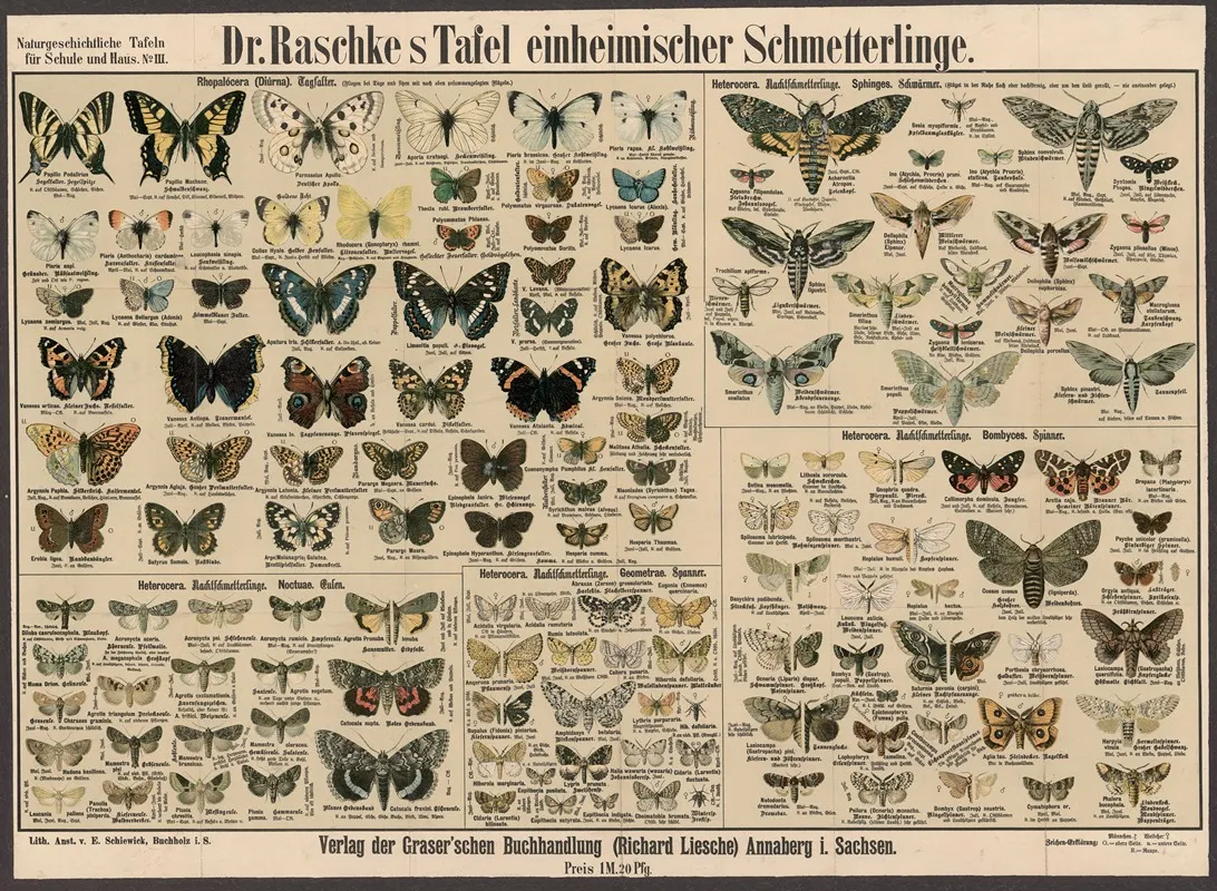 Native Butterflies by E. Schiewick - Canvas Print