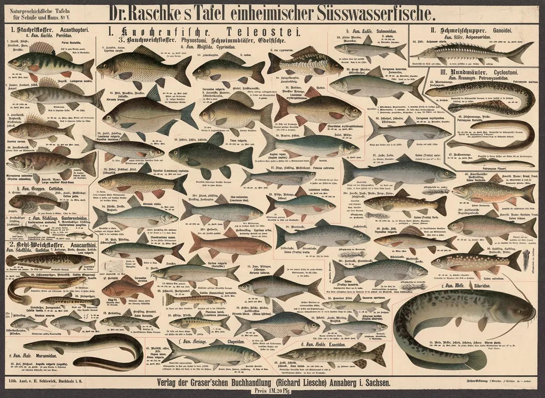 Native Freshwater Fish by E. Schiewick - Canvas Print