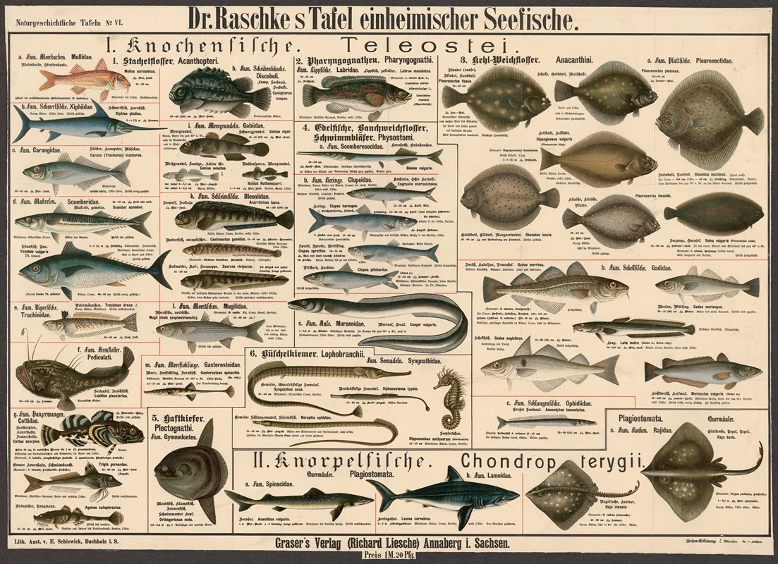 Native Sea Fish by E. Schiewick - Canvas Print