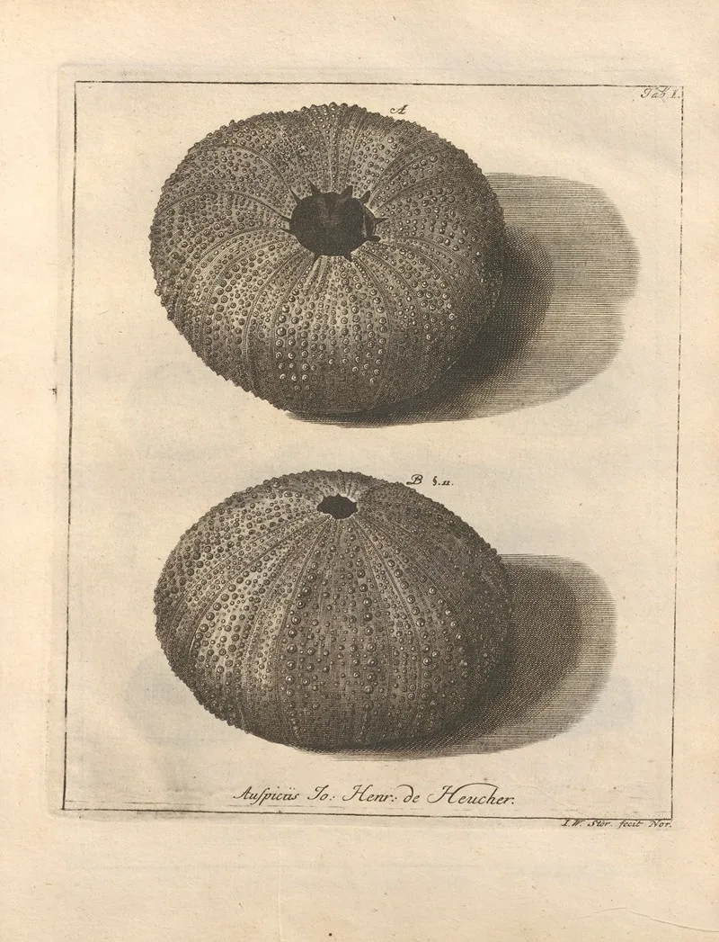 Naturalis Dispositio Echinodermatum Natural Arrangement Of Echinoderms Pl 01