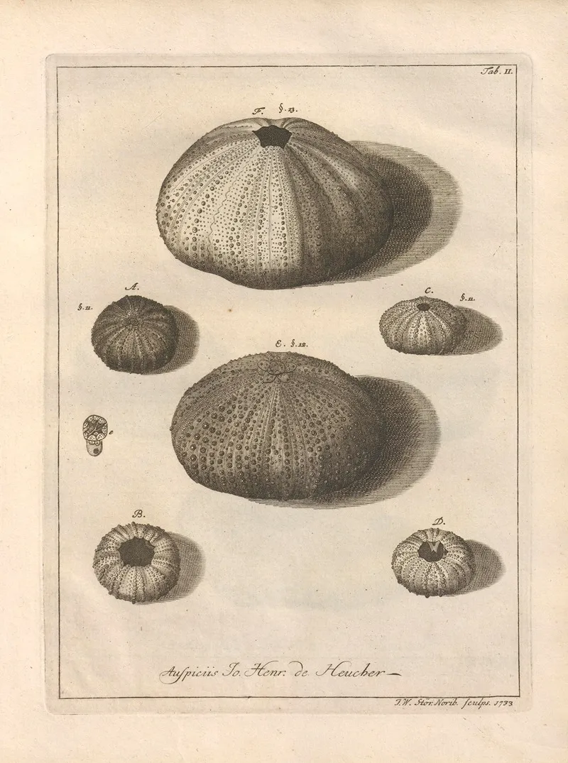 Naturalis Dispositio Echinodermatum Natural Arrangement Of Echinoderms Pl 02