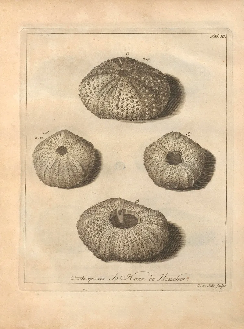 Naturalis Dispositio Echinodermatum Natural Arrangement Of Echinoderms Pl 03 by Jacob Theodor Klein - Canvas Print