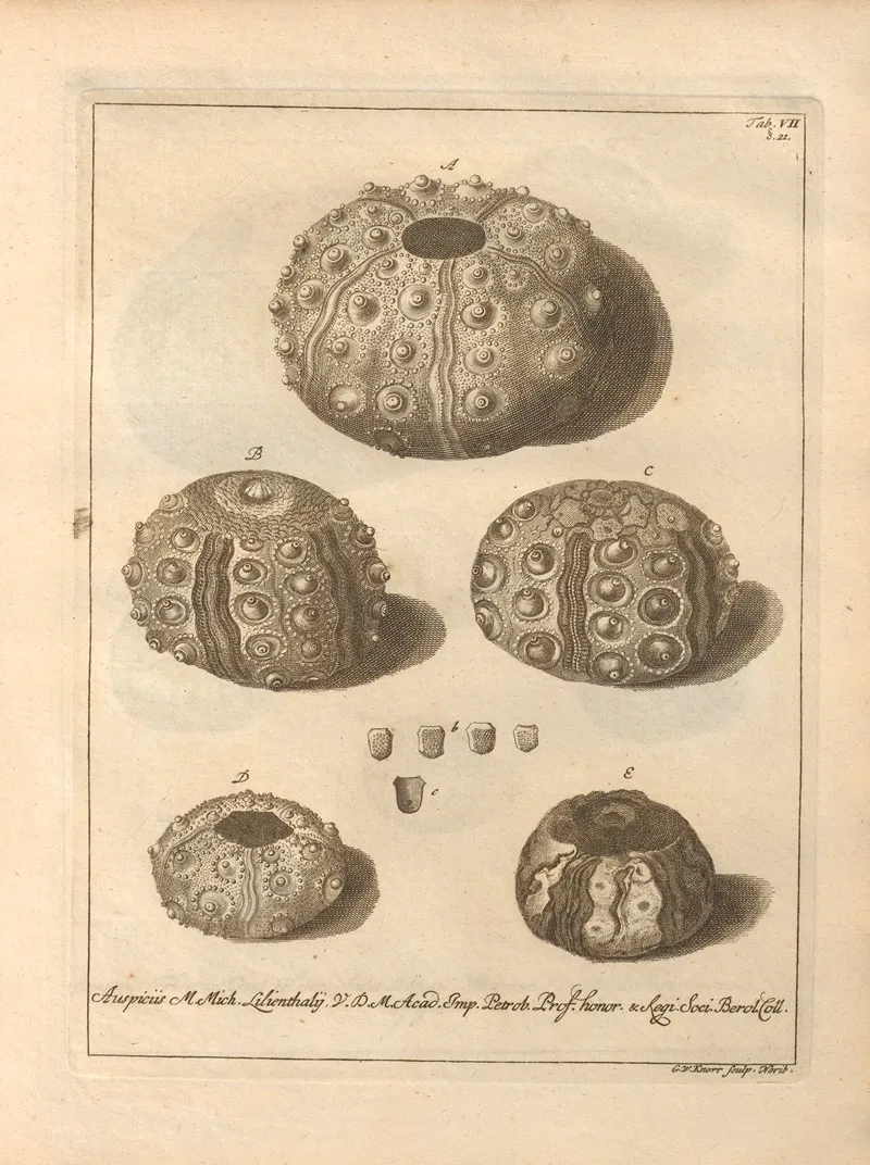Naturalis Dispositio Echinodermatum Natural Arrangement Of Echinoderms Pl 07 by Jacob Theodor Klein - Canvas Print