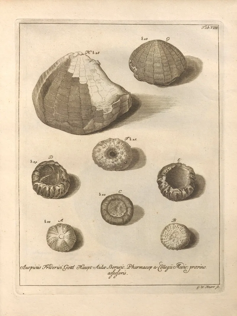 Naturalis Dispositio Echinodermatum Natural Arrangement Of Echinoderms Pl 08 by Jacob Theodor Klein - Canvas Print