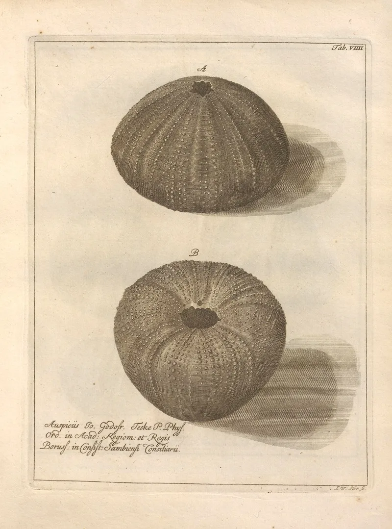 Naturalis Dispositio Echinodermatum Natural Arrangement Of Echinoderms Pl 09