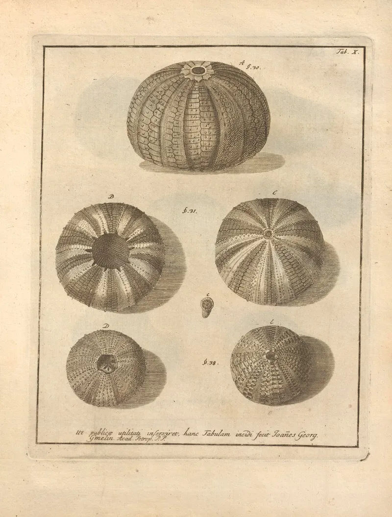 Naturalis Dispositio Echinodermatum Natural Arrangement Of Echinoderms Pl 10
