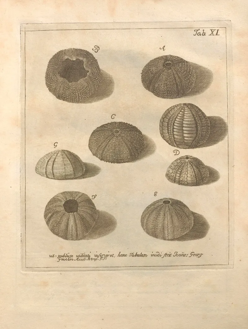 Naturalis Dispositio Echinodermatum Natural Arrangement Of Echinoderms Pl 11