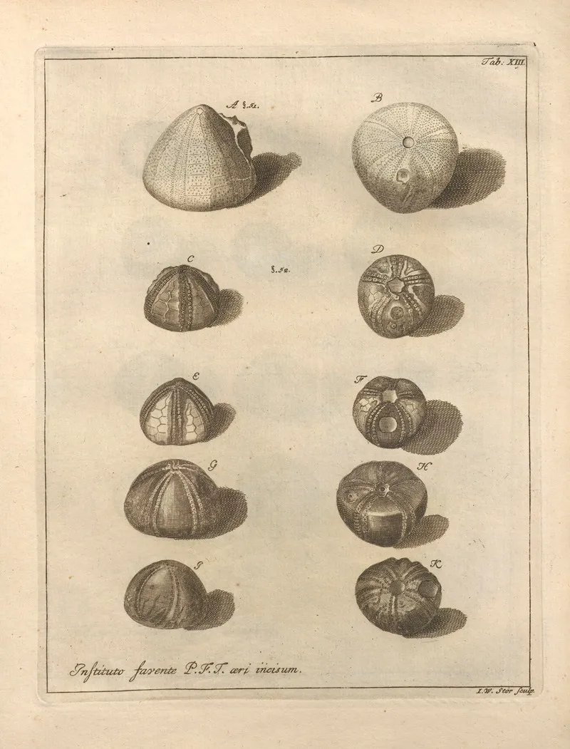 Naturalis Dispositio Echinodermatum Natural Arrangement Of Echinoderms Pl 13