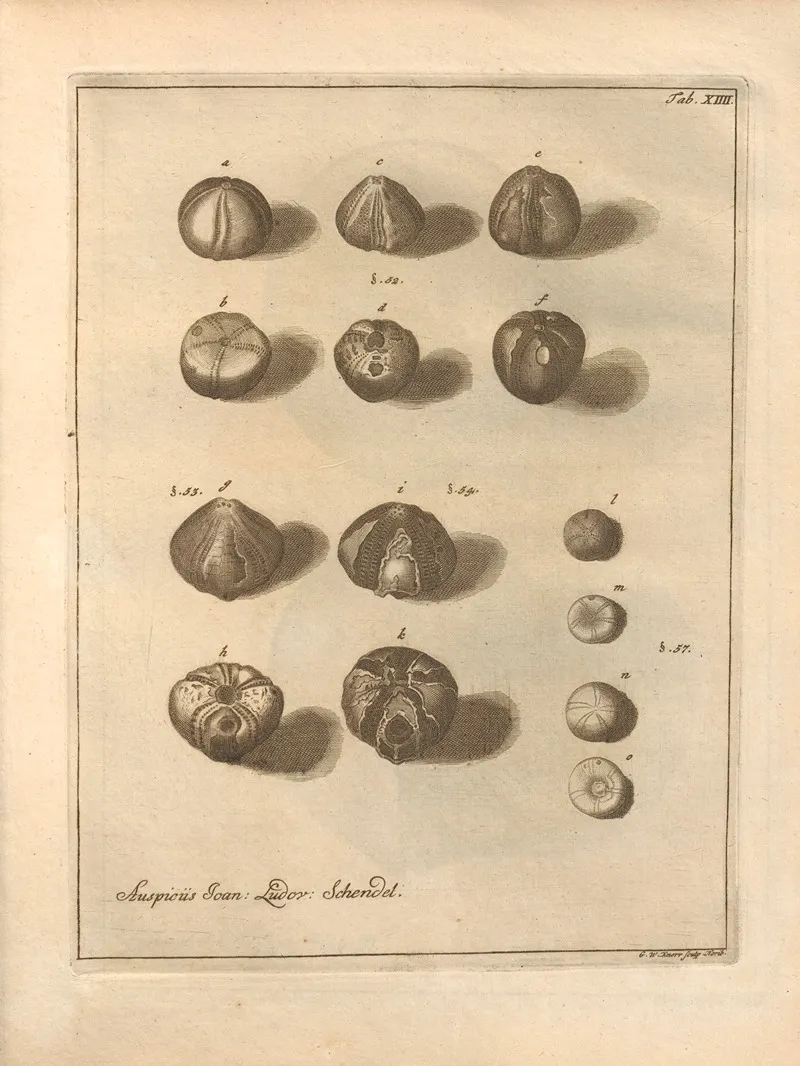 Naturalis Dispositio Echinodermatum Natural Arrangement Of Echinoderms Pl 14