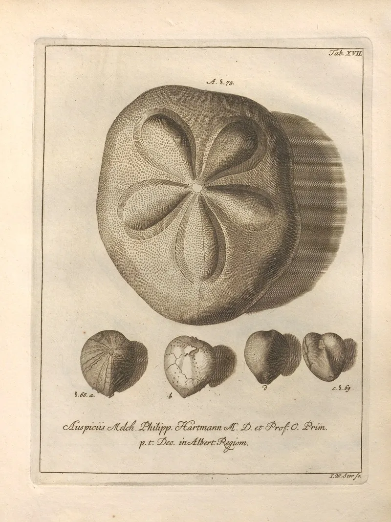 Naturalis Dispositio Echinodermatum Natural Arrangement Of Echinoderms Pl 17 by Jacob Theodor Klein - Canvas Print
