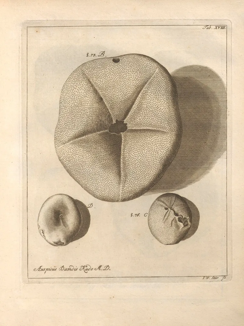 Naturalis Dispositio Echinodermatum Natural Arrangement Of Echinoderms Pl 18 by Jacob Theodor Klein - Canvas Print