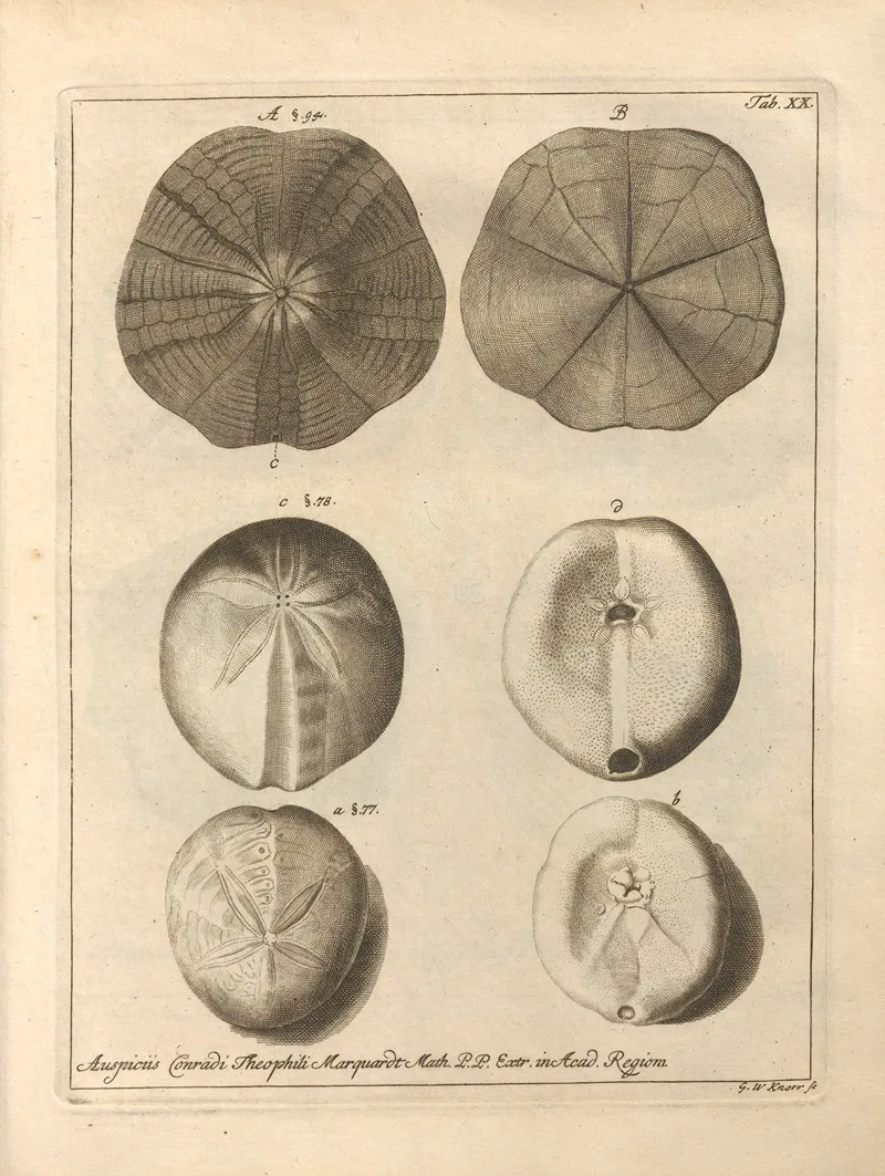 Naturalis Dispositio Echinodermatum Natural Arrangement Of Echinoderms Pl 20