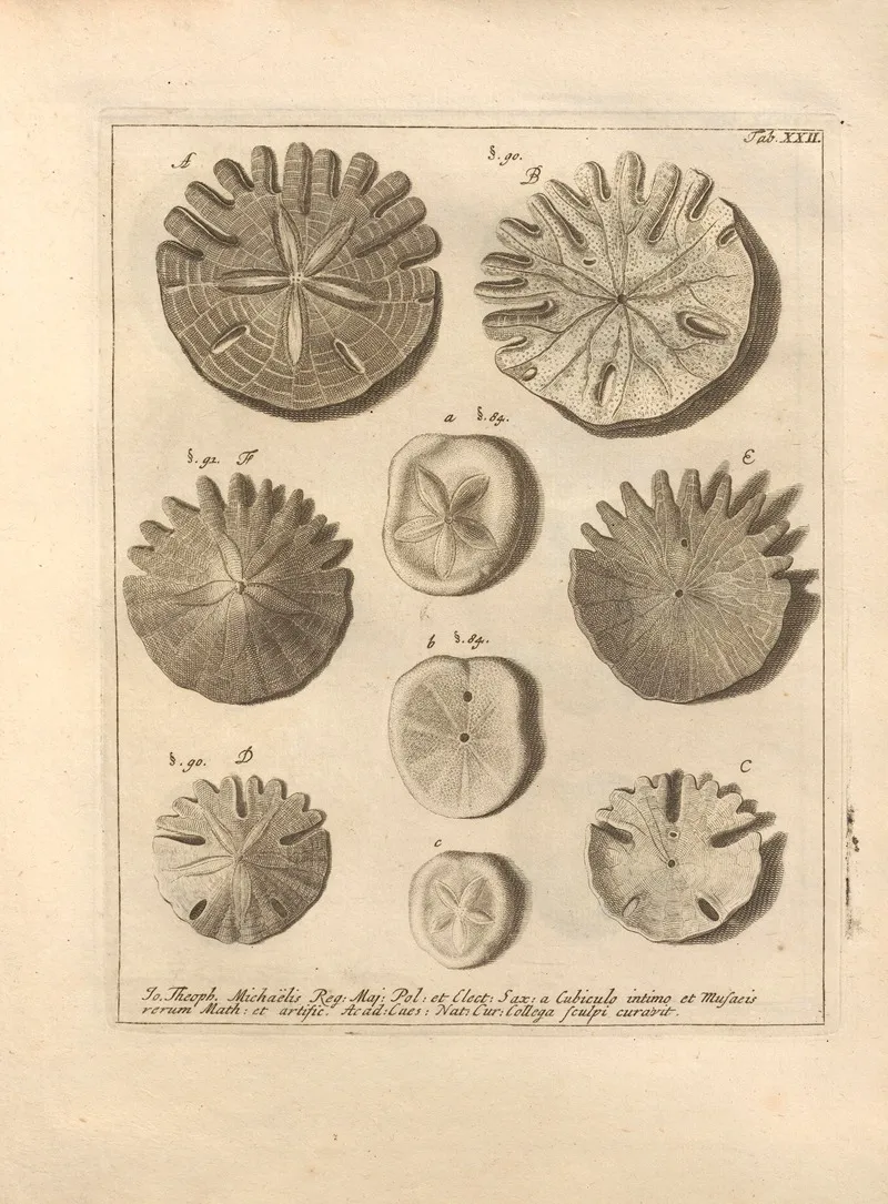 Naturalis Dispositio Echinodermatum Natural Arrangement Of Echinoderms Pl 22