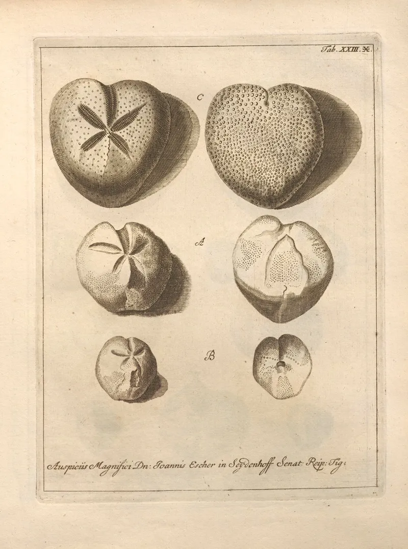 Naturalis Dispositio Echinodermatum Natural Arrangement Of Echinoderms Pl 24