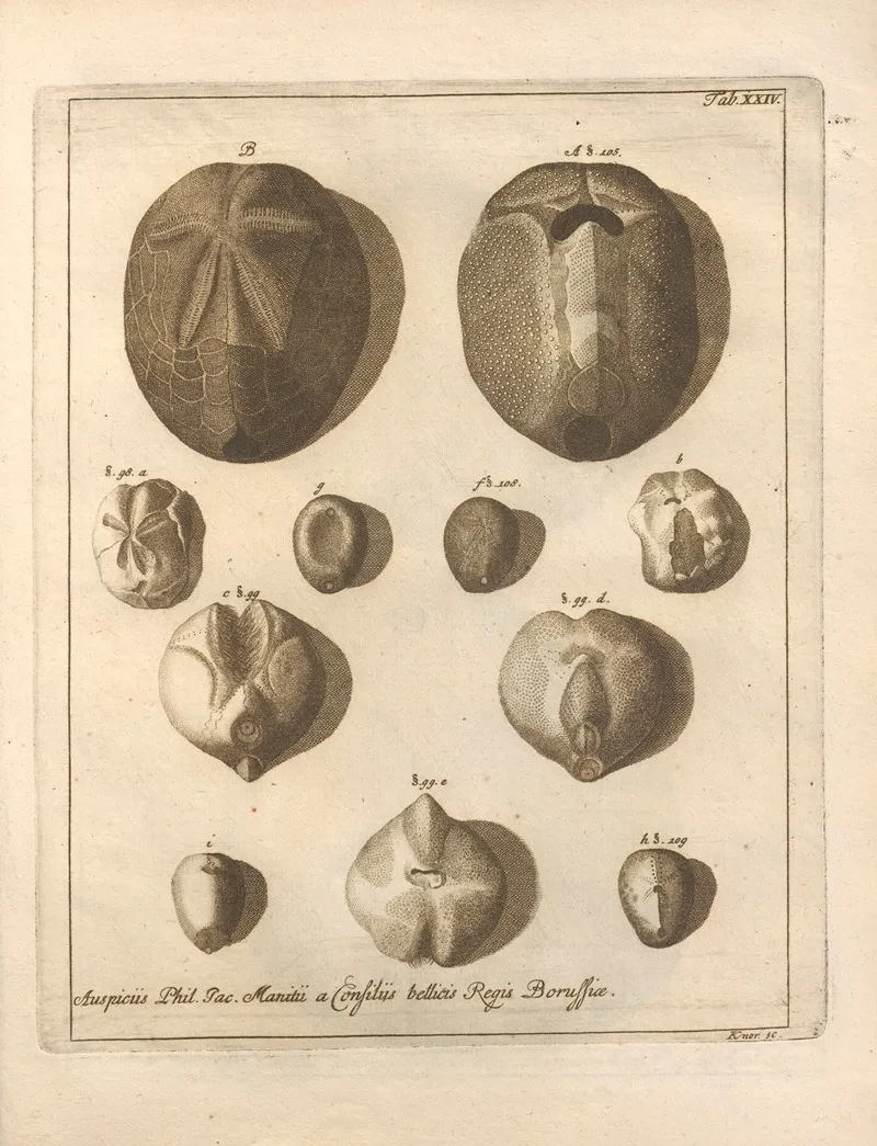 Naturalis Dispositio Echinodermatum Natural Arrangement Of Echinoderms Pl 25
