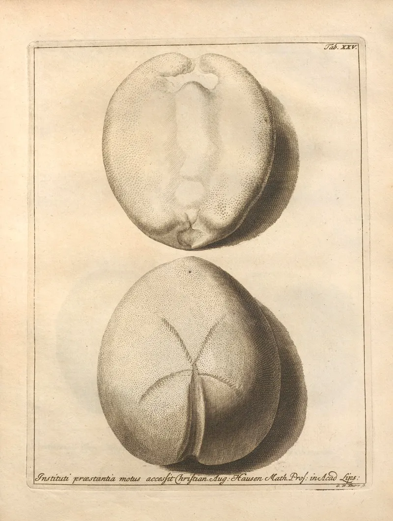 Naturalis Dispositio Echinodermatum Natural Arrangement Of Echinoderms Pl 26