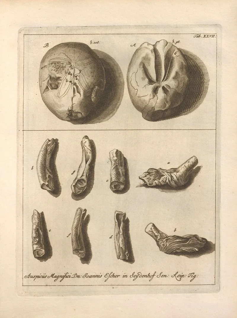 Naturalis Dispositio Echinodermatum Natural Arrangement Of Echinoderms Pl 28