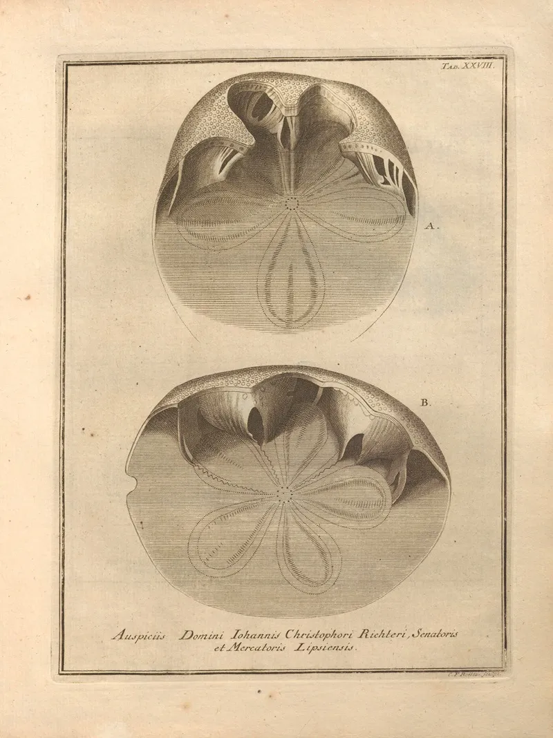 Naturalis Dispositio Echinodermatum Natural Arrangement Of Echinoderms Pl 29 by Jacob Theodor Klein - Canvas Print