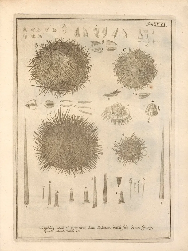 Naturalis Dispositio Echinodermatum Natural Arrangement Of Echinoderms Pl 32