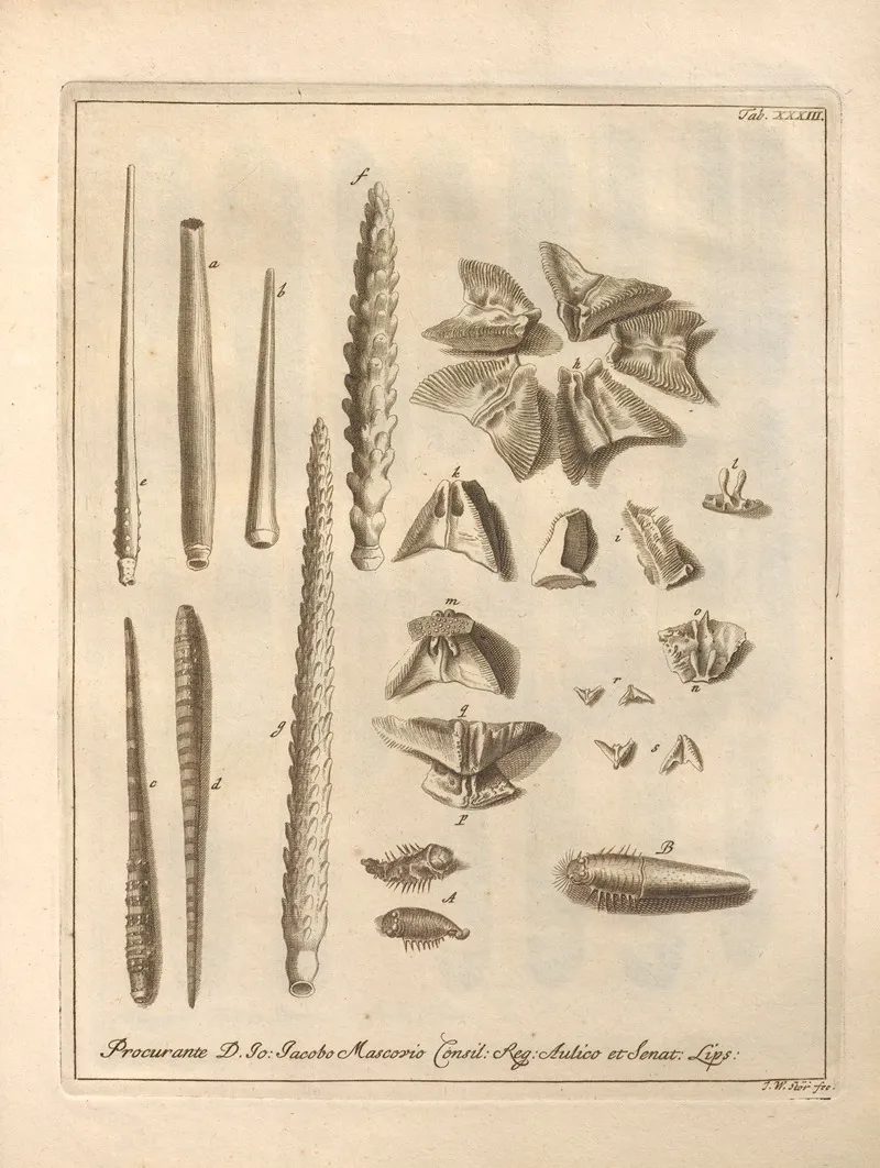Naturalis Dispositio Echinodermatum Natural Arrangement Of Echinoderms Pl 34