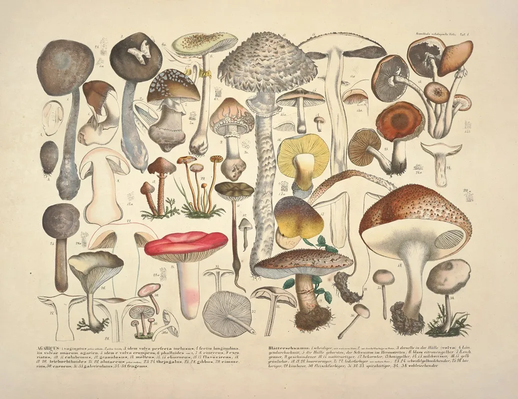 Naturgetreue Abblidungen Und Beschreibungen Der Essbaren Scha%cc%88dlichen Und Verda%cc%88chtigen Schwa%cc%88mme Pl 01 by Julius Vincenz von Krombholz - Canvas Print