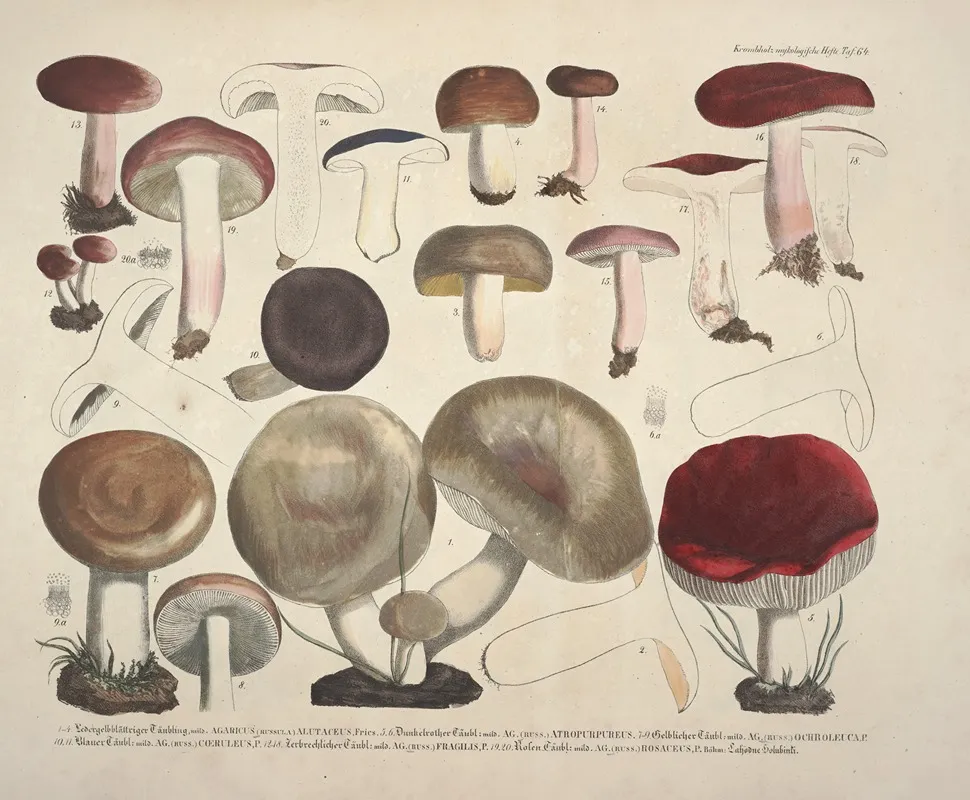 Naturgetreue Abblidungen Und Beschreibungen Der Essbaren Scha%cc%88dlichen Und Verda%cc%88chtigen Schwa%cc%88mme Pl 64 by Julius Vincenz von Krombholz - Canvas Print