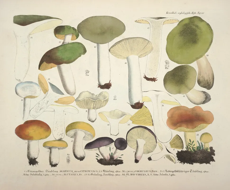 Naturgetreue Abblidungen Und Beschreibungen Der Essbaren Scha%cc%88dlichen Und Verda%cc%88chtigen Schwa%cc%88mme Pl 68 by Julius Vincenz von Krombholz - Canvas Print