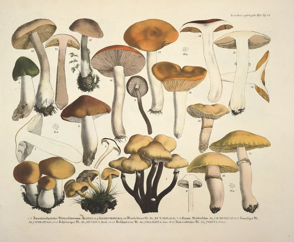 Naturgetreue Abblidungen Und Beschreibungen Der Essbaren Scha%cc%88dlichen Und Verda%cc%88chtigen Schwa%cc%88mme Pl 73 by Julius Vincenz von Krombholz - Canvas Print