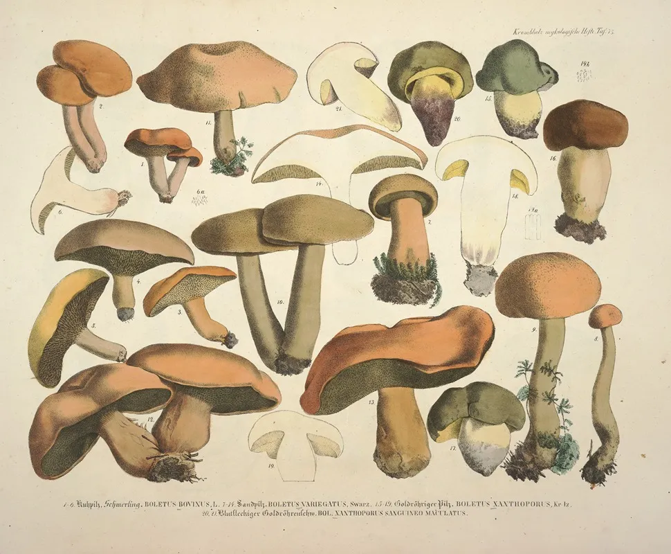 Naturgetreue Abblidungen Und Beschreibungen Der Essbaren Scha%cc%88dlichen Und Verda%cc%88chtigen Schwa%cc%88mme Pl 75 by Julius Vincenz von Krombholz - Canvas Print
