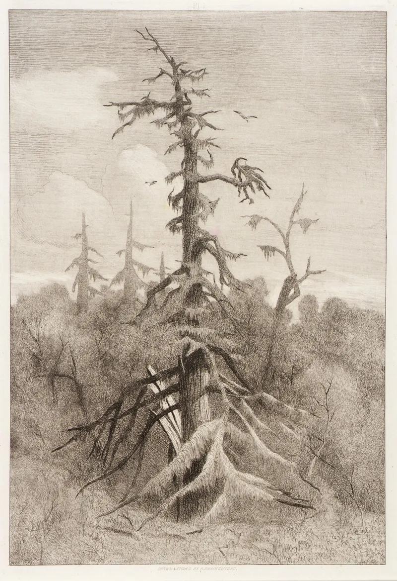 Naushon Swamp Plate 1 by Robert Swain Gifford - Canvas Print