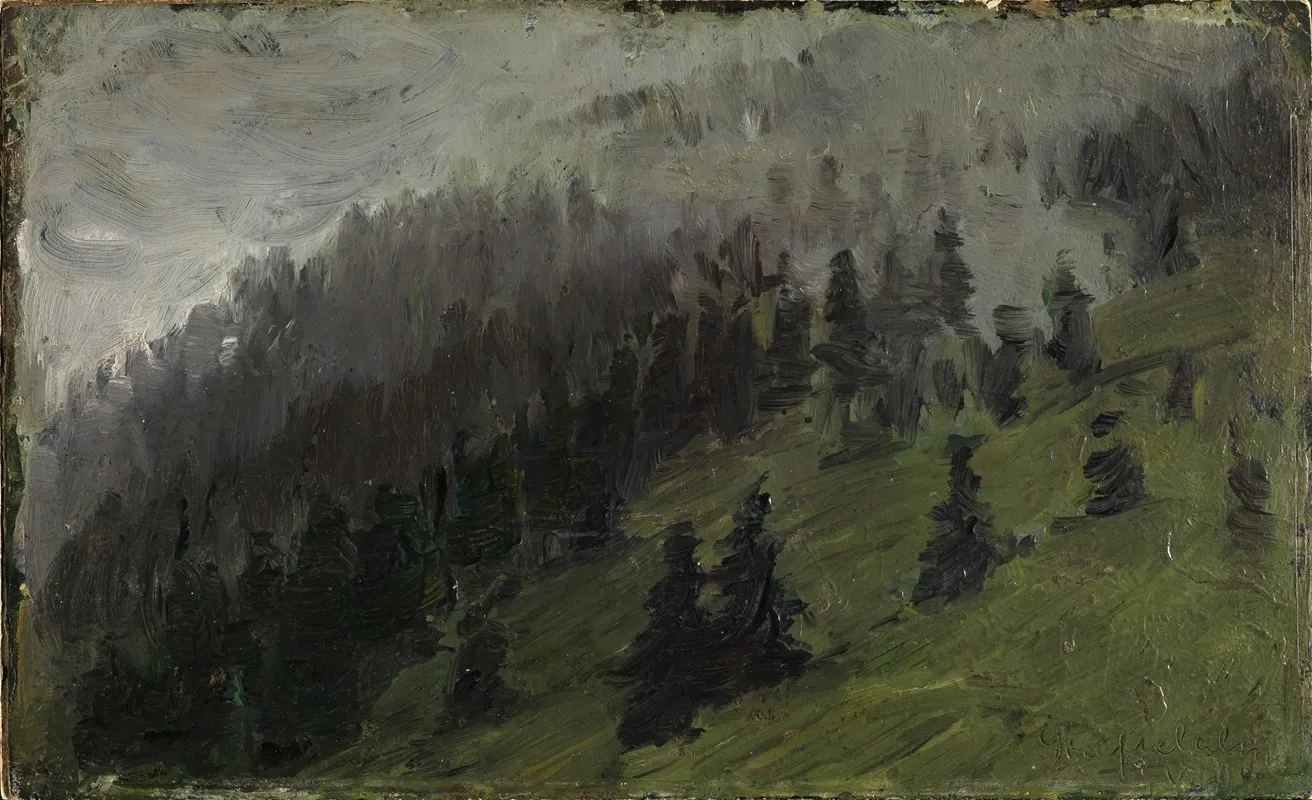 Nebel Zwischen Tannen