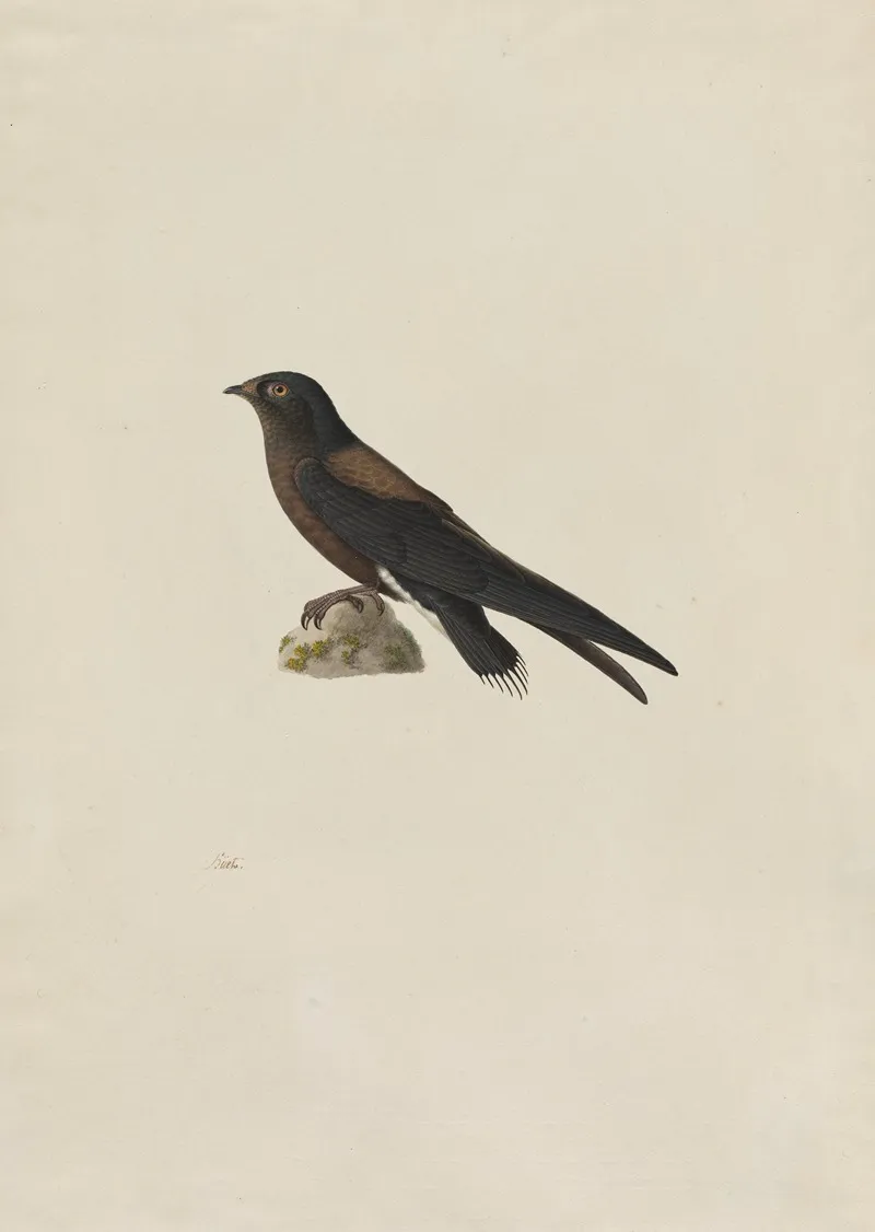 Needle Tailed Swift Hirundapus Caudaculus