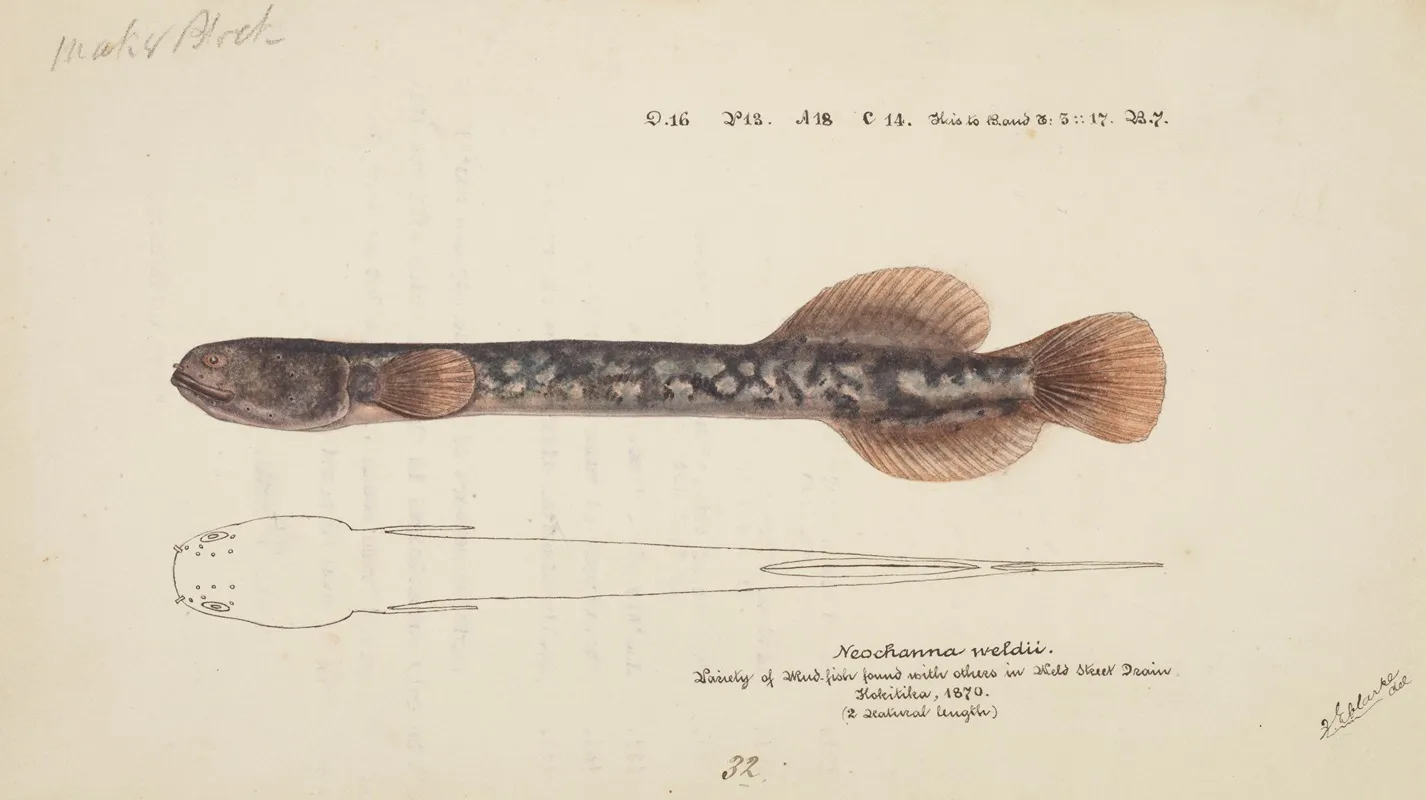 Neochanna Apoda Apoda