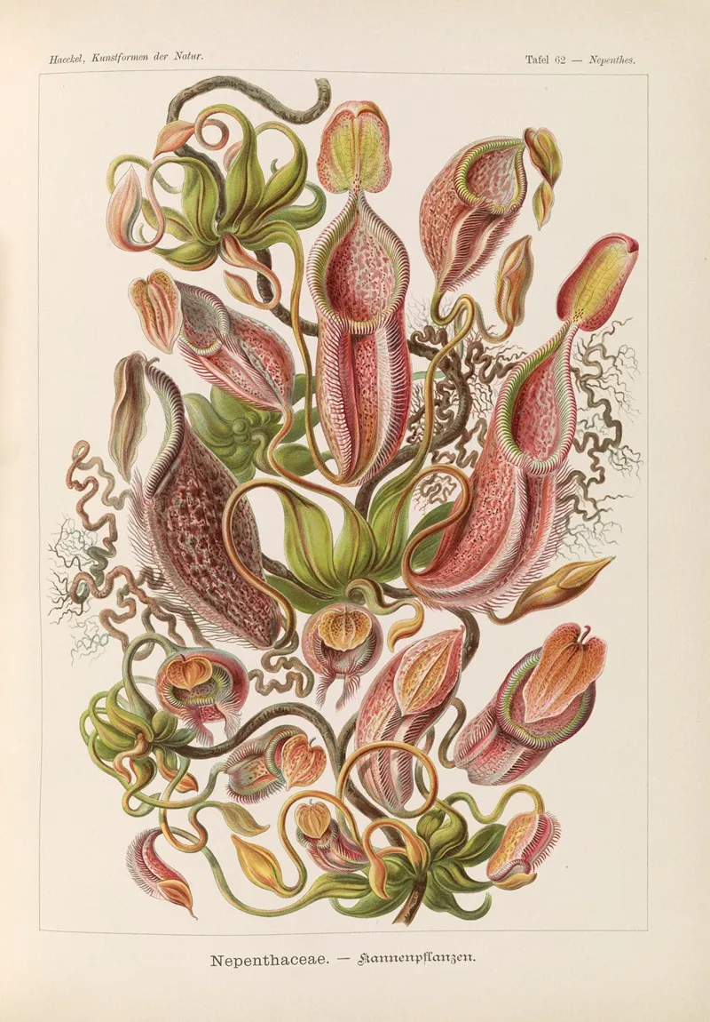 Nepenthaceae Kannenpflanzen by Ernst Haeckel - Canvas Print