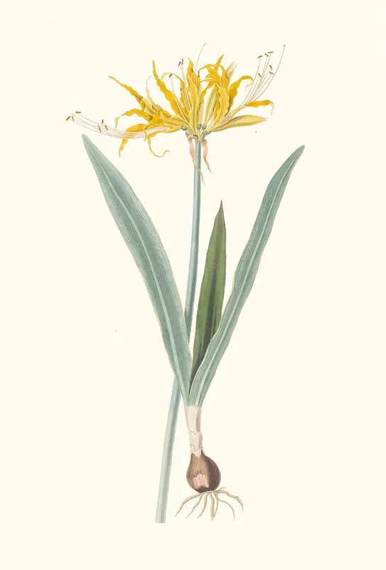 Nerine Aurea