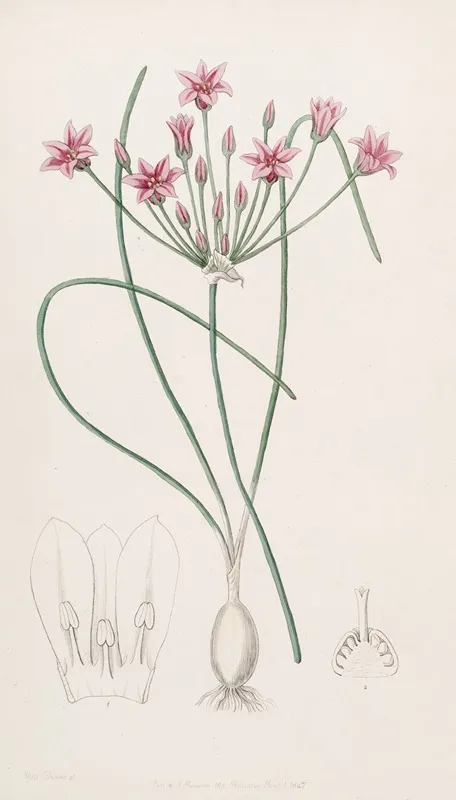 Nerine Leaved Caloscord