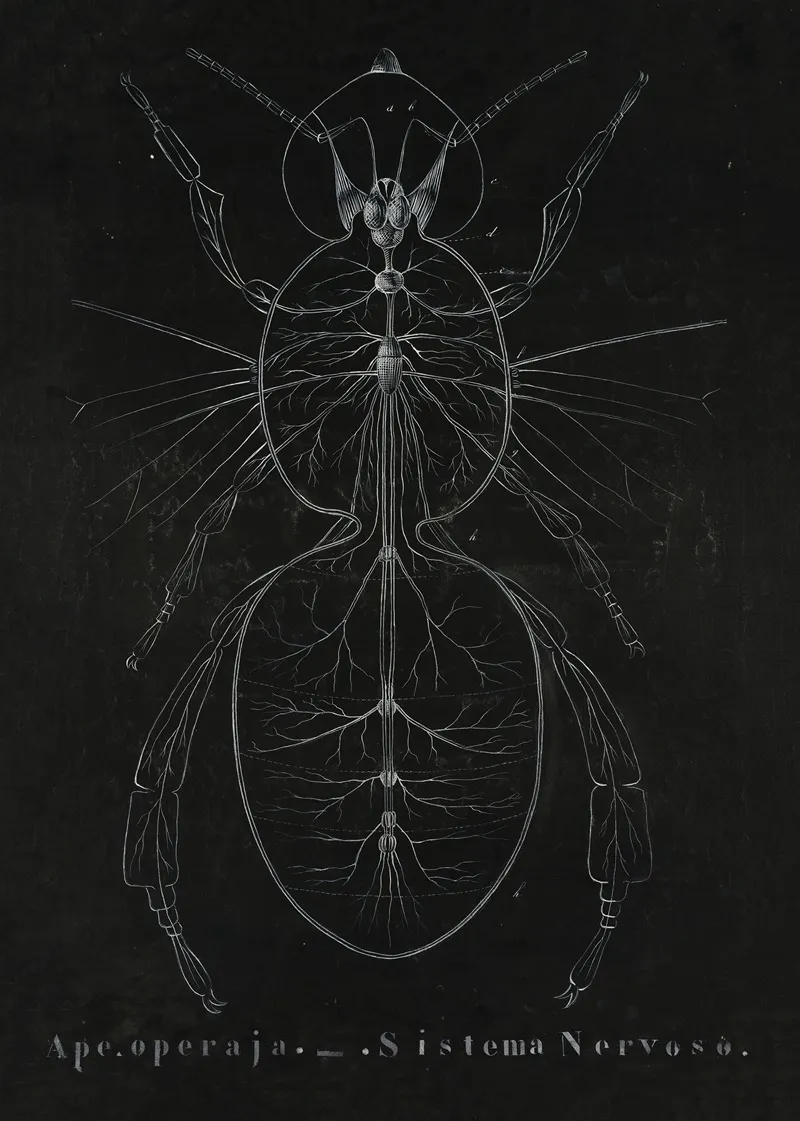 Nervous System Of A European Honeybee Apis Mellifera
