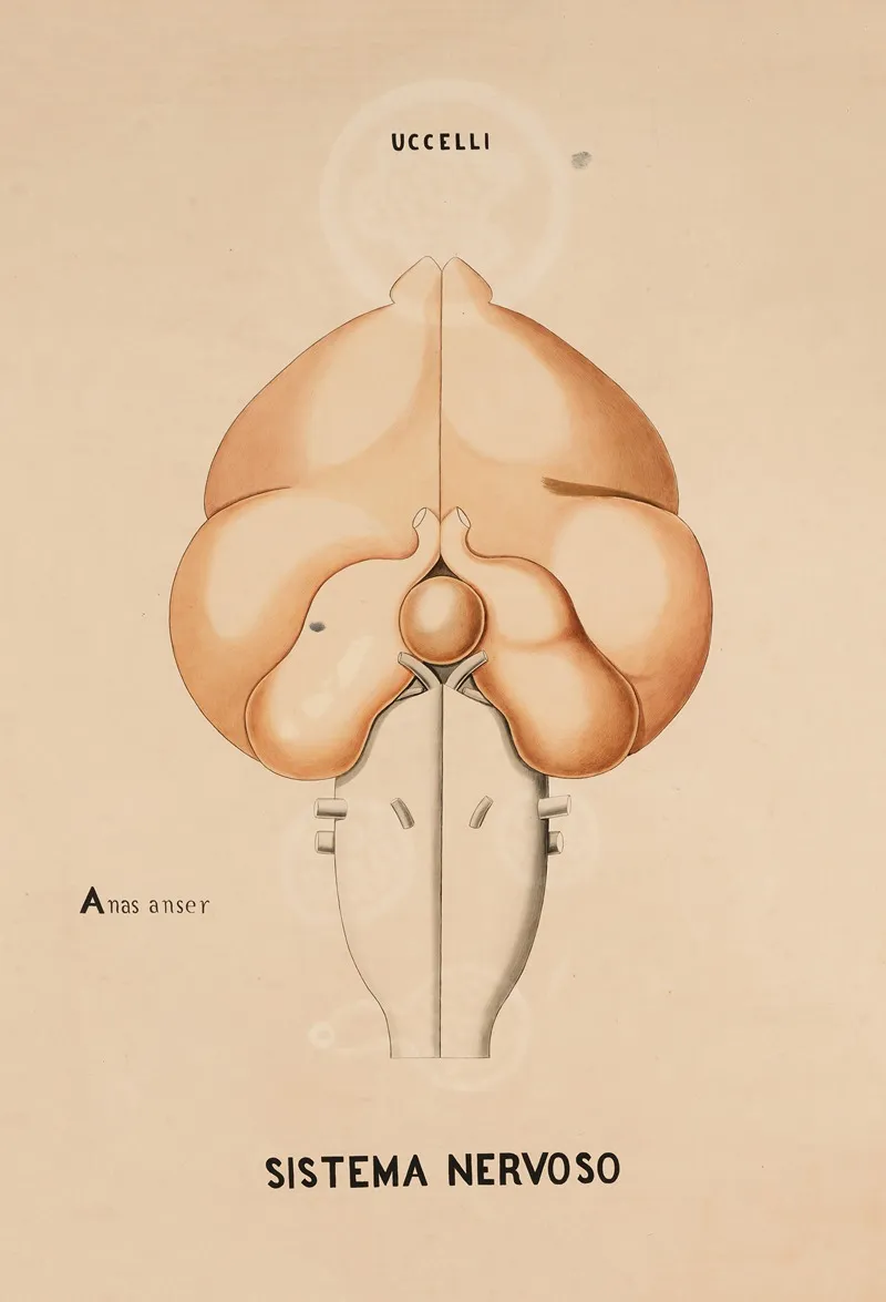Nervous System Of A Greylag Goose