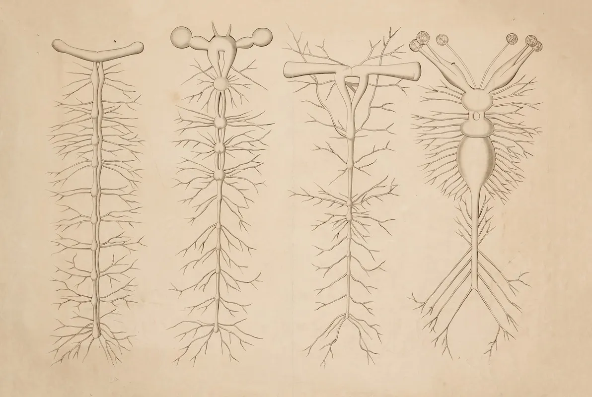 Nervous System