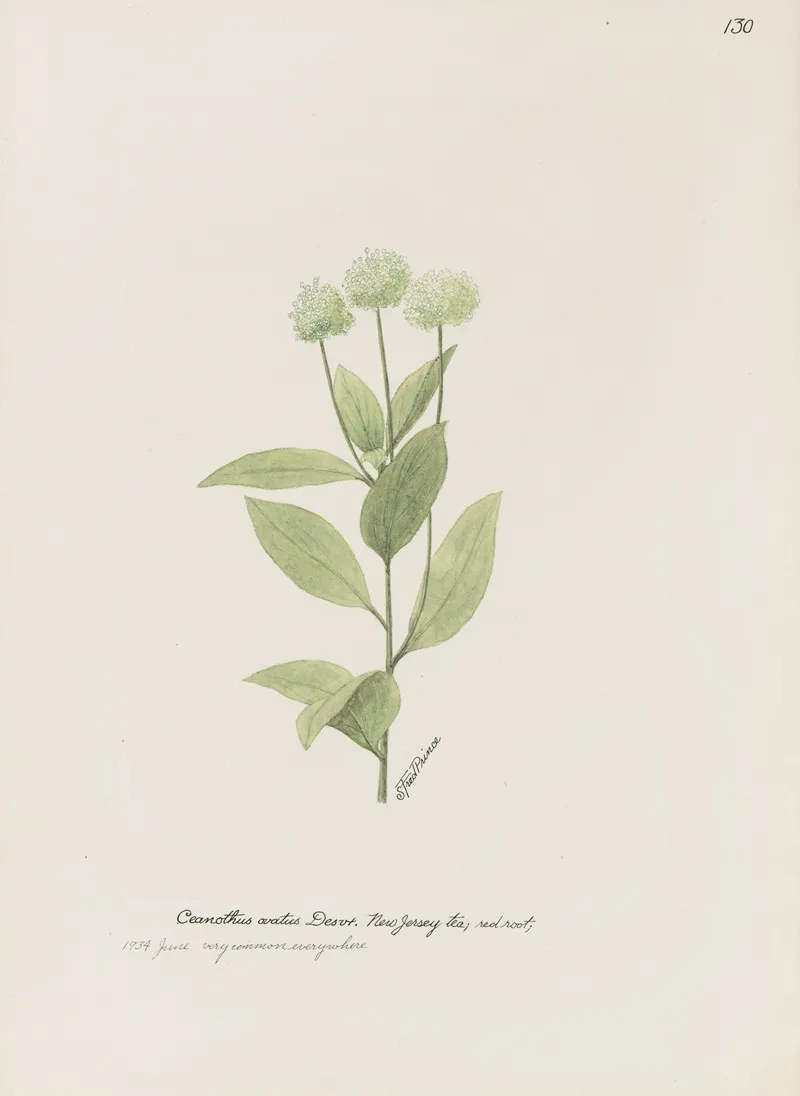 New Jersey Tea Red Root by S. Fred Prince - Canvas Print