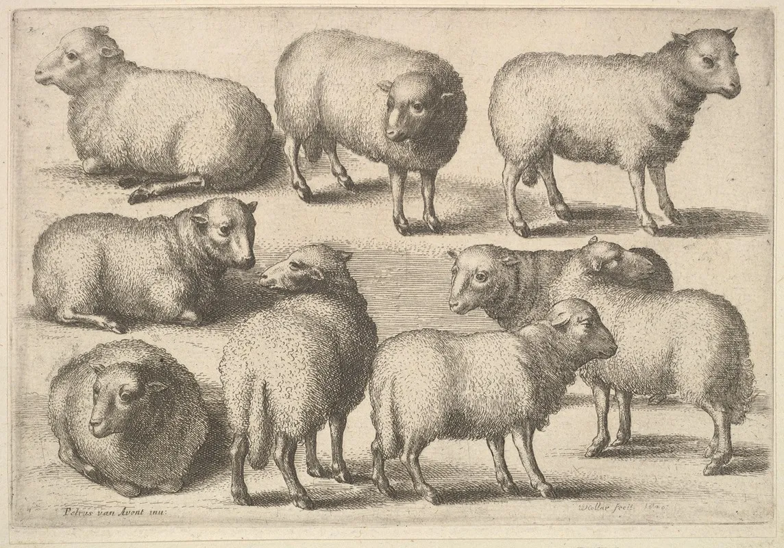 Nine Sheep 2