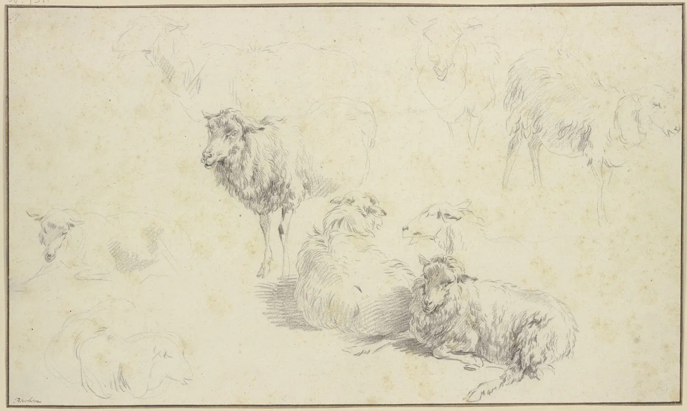 Nine Sheep
