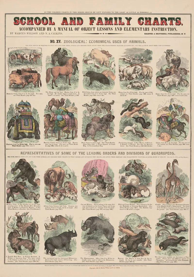 No Xv Zoological by Marcius Willson - Canvas Print